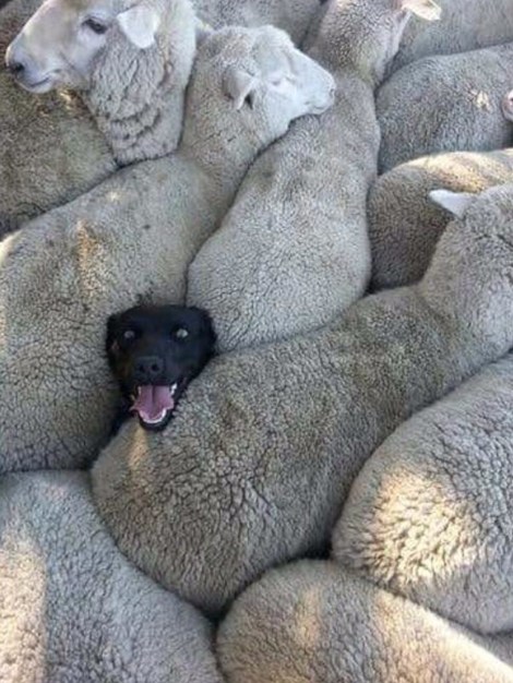 Sheep Dog